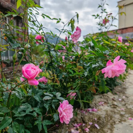 Yangchun Spring Neighbor • Riyue Huayuan Homestay