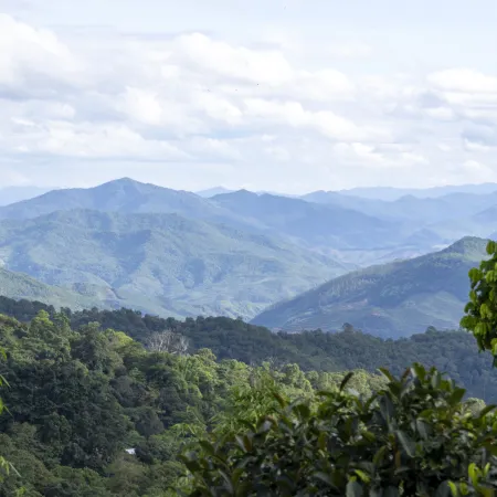 Jingmaishan Gukang Mingye Homestay (Princess Banyan Tree)