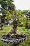 Tegal Besung Cottage - บ้านพักหลังเล็ก