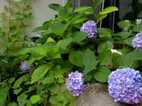 Lulu's Homestay (Shibanyan Town) Hotels in Linzhou