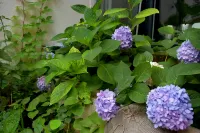 Lulu's Homestay (Shibanyan Town)
