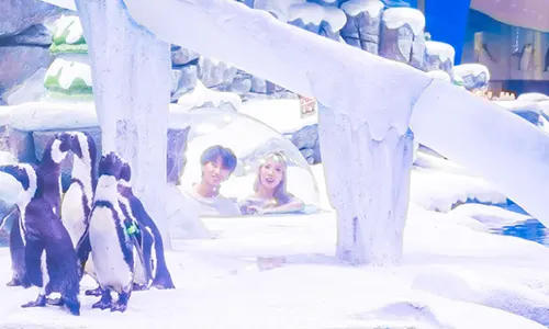 Shanghai Jinqiao Haichang Penguin Resort Hotel