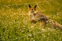 Trip.com Group Country Retreats (Nalati Spruce Hidden Lodge Joint Resort) - Cheap
