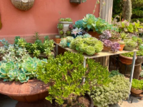 Mengla Bajiaolou Inn