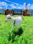 Nalati Qili Shantang Wild Luxury Homestay