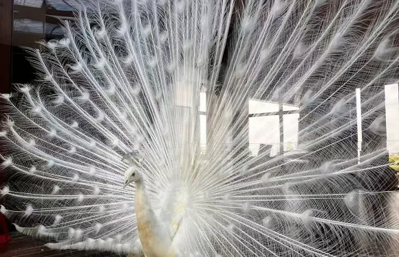 宜春唯美硒泉度假村