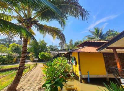 นกขมิ้นโฮม เชียงดาว