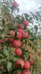 Hunchun City Warm Planting Family Farm