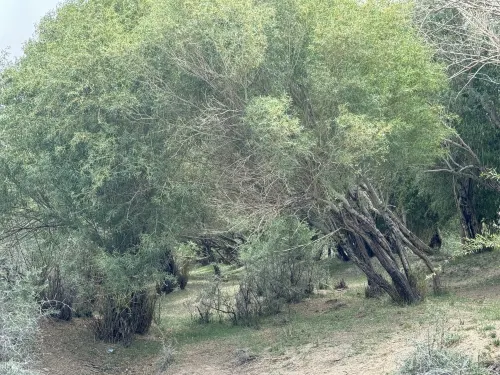 Snowtop Westernmost Lodge · Taxian Thư giãn & Giải trí Photos