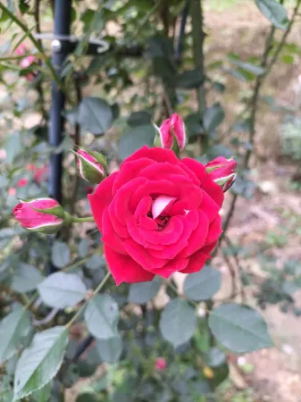 Longji Terraced Field Xinyun Hotel Отели рядом с достопримечательностью «Longji Ancient Zhuang Village»