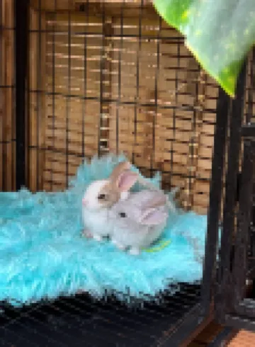 Hat Nang花園 - 民宿和餐廳