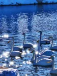 Hotel Indigo Sayram Lake - Scenic