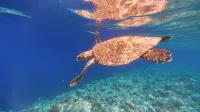 Cher Maldives