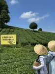 TEA GARDEN INN - Dağ Manzaralı