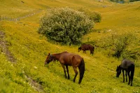 Trip.com Group Country Retreats (Nalati Spruce Hidden Lodge Joint Resort) - Romantic