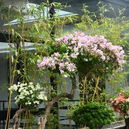 Floral Hotel·Qing yuan Wang shan Xuan Hotel Отели рядом с достопримечательностью «Гора Qinyuan»