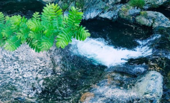 Shitai Guniujiang Creek Tea Serenity Homestay