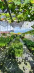 Grapevine Garden Hotel in zona Surian Residences