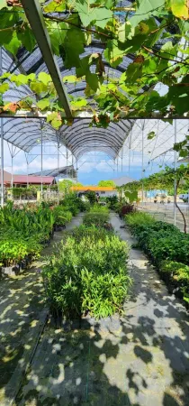 Grapevine Garden