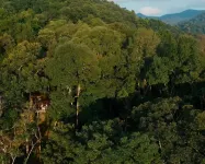 The Jungle Touch