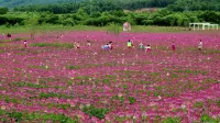 Shunfeng Farmhouse Courtyard Hotels in Youhao District