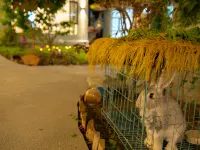 Turks Flip Pigeon Homestay فنادق في ته كه سى