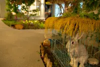 Turks Flip Pigeon Homestay