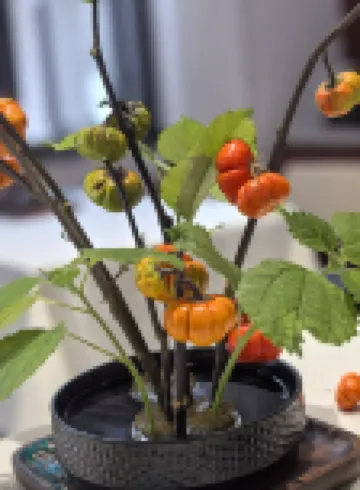 永康大陳十八間民宿