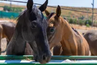 Rano Eco Village Hotels in 