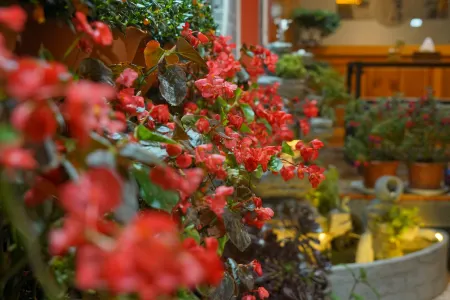 Yushu·Seat 306·Aesthetic Color Garden Courtyard Meisu (Lijiang Ancient City Branch)
