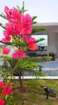 Floral Hotel·Pingtan Mountain sea sunset windmill sea view Hotel - con vista montagne