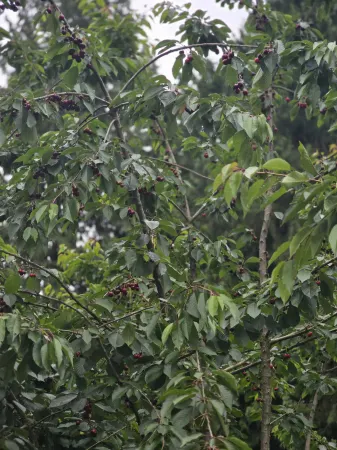 Private 1 bedroom in Brookswood