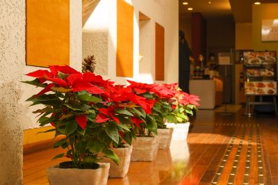 廊下 ホテル・ザ・ルーテルの写真