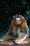 仏坪云溪ホテル - マウンテンビュー