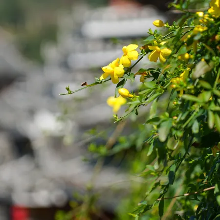 Zhaoxing Dong Village at that time, flowers blossoming, live music, courtyard homestay