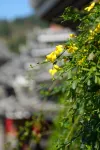 Zhaoxing Dong Village at that time, flowers blossoming, live music, courtyard homestay - Vuoristonäköala