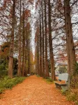 Tranquil Maple Residence Embracing Nature View Resort