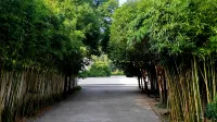 Wild Return Courtyard