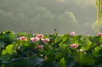 Qiyue Song Heritage Hotel (Hangzhou West Lake Hubei Intime Store) - Romantische