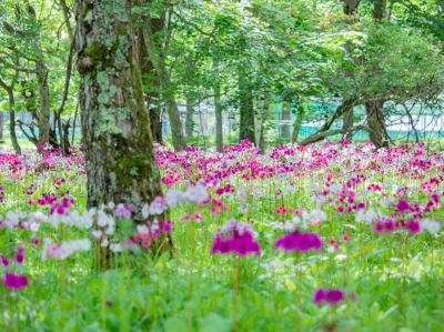 ホテル周辺 亀の井ホテル 奥日光湯元の写真