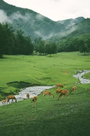 Wangmiaole Pet-Friendly Homestay Отели в г. Ичунь