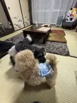스미카 홈스테이 반려동물 동반 가능 - 애견동반