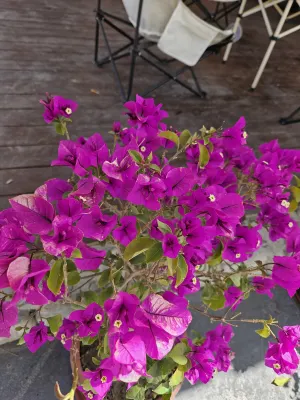 Snowtop Westernmost Lodge · Taxian Ngoại thất Photos