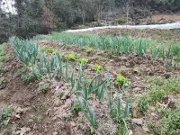 Qishan Yun·Su (Pingshan Village Branch)