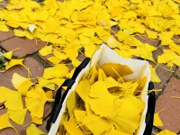 Ginkgo House On Harvard 센트럴 스퀘어 주변 호텔