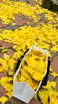 Ginkgo House On Harvard Hoteles en Cambridge