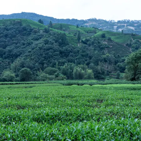 Floral Lux Hotel · Luxury and Freedom, One Flavor Tea Manor Hotel