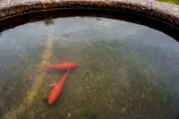桐廬清境山莊·心動休閒農場 - 浪漫/情侶