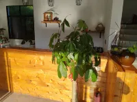 Danxia Huali Shanju Homestay