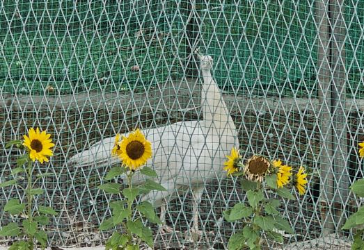 빨간궁전 펜션 썸네일